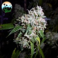 Cali  Weed  Cannabis  Seeds  California  Headband
