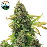 Cali  Weed  Cannabis  Seeds  Girl  Scout  Cookies