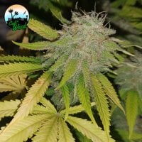 Cali  Weed  Cannabis  Seeds  Gushers