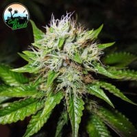 Cali  Weed  Cannabis  Seeds  Jon  Snow  Auto
