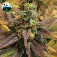 Cali  Weed  Cannabis  Seeds  Starburst
