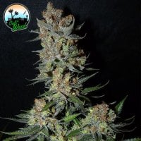 Cali  Weed  Cannabis  Seeds  Strawberry  Banana  Smoothie