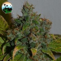 Cali  Weed  Cannabis  Seeds  Strawberry  Gelato  Auto
