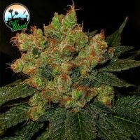 Cali  Weed  Cannabis  Seeds  Strawberry  Gelato