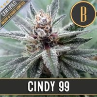 Cindy99