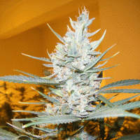 Cream Of The Crop Cannabis Seeds Amphetamine Auto