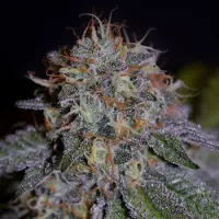 Cream  Of  The  Crop  Cannabis  Seeds  Biscotti