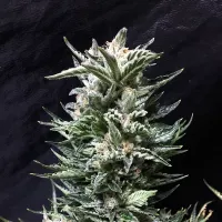 Cream  Of  The  Crop  Cannabis  Seeds  Bruce  The  Russian