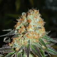 Cream Of The Crop Cannabis Seeds Cash Crop Auto
