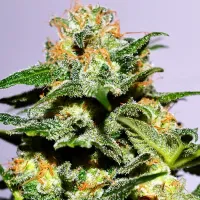 Cream  Of  The  Crop  Cannabis  Seeds  Cash  Crop  Xl  Auto