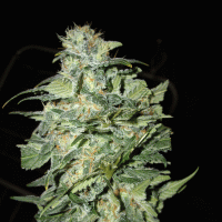 Cream Of The Crop Cannabis Seeds Crop Circle Auto