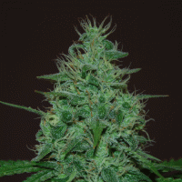 Cream Of The Crop Cannabis Seeds Cropical Fruit Auto