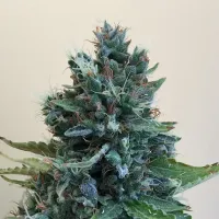 Cream  Of  The  Crop  Cannabis  Seeds  Cropolope