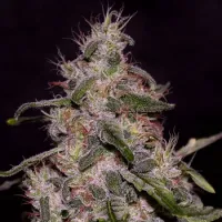 Cream  Of  The  Crop  Cannabis  Seeds  Frosted  Guava