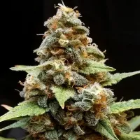 Cream  Of  The  Crop  Cannabis  Seeds  Gorilla  Lemon  Fire
