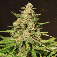 Cream  Of  The  Crop  Cannabis  Seeds  Hybrid  X