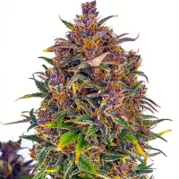 Cream  Of  The  Crop  Cannabis  Seeds  Jealousy  Auto