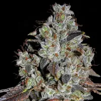 Cream  Of  The  Crop  Cannabis  Seeds  Jealousy