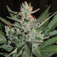 Cream Of The Crop Cannabis Seeds Ko Crop Auto