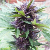 Cream  Of  The  Crop  Cannabis  Seeds  Narco  Purps  Auto