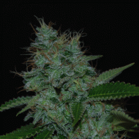 Cream Of The Crop Cannabis Seeds Narcotherapy Auto