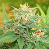 Cream Of The Crop Cannabis Seeds Narcotic Kush Auto