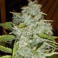Cream Of The Crop Cannabis Seeds Psychofruit Auto