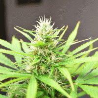 Cream  Of  The  Crop  Cannabis  Seeds  Robocrop  Auto
