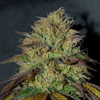 Cream  Of  The  Crop  Cannabis  Seeds  Rs11