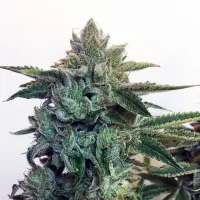 Cream  Of  The  Crop  Cannabis  Seeds  Sticky  Zkittles  Glue