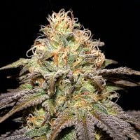 Cream  Of  The  Crop  Cannabis  Seeds  Super  Boof