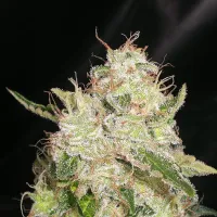 Cream  Of  The  Crop  Cannabis  Seeds  White  Chronic