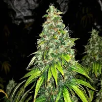 Critical Mass Collective Cannabis Seeds Auto Blutonium Mass