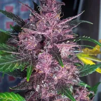 Critical Mass Collective Cannabis Seeds Auto Mendo Mass