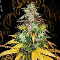 Critical Mass Collective Cannabis Seeds Auto Monolith Mass