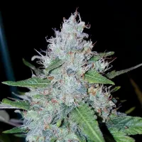 Critical Mass Collective Cannabis Seeds Auto Monster Mass