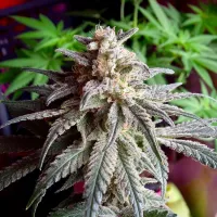 Critical Mass Collective Cannabis Seeds Auto Purple Dawg Mass