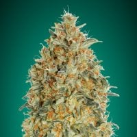 Critical  Mass  Collective  Cannabis  Seeds  Auto  Purple  Gorilla  Dawg