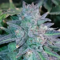 Critical Mass Collective Cannabis Seeds Auto Purple Skunk Mass
