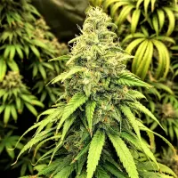 Critical  Mass  Collective  Cannabis  Seeds  Blutonium  Mass