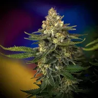 Critical  Mass  Collective  Cannabis  Seeds  Megaton  Mass