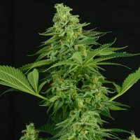 Critical  Mass  Collective  Cannabis  Seeds  Moonshine  Mass