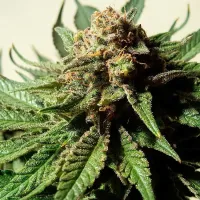 Critical Mass Collective Cannabis Seeds Psychotropic Mass