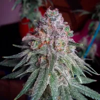 Critical  Mass  Collective  Cannabis  Seeds  Purple  Dawg  Mass