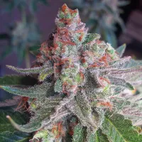 Critical Mass Collective Cannabis Seeds Purple Skunk Mass