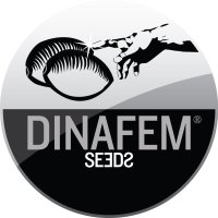 Critical  Mass  Collective  Cannabis  Seeds  Purple  Star  Dawg