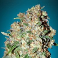 Critical