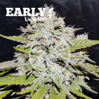 Delicious Cannabis Seeds Bay Burger Early Version