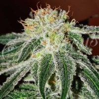 Delicious  Cannabis  Seeds  Black  Russian