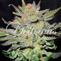 Delicious  Cannabis  Seeds  Blue  Ace  Cbd  Auto